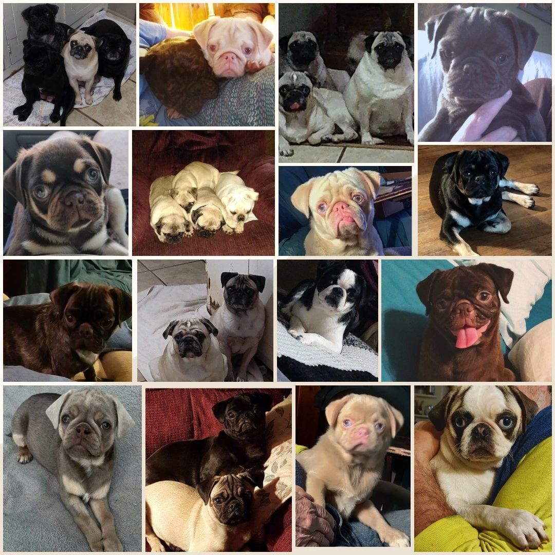 Royal house sale pug